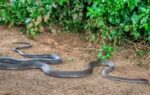 the one place in your garden snakes love to hide image source canva