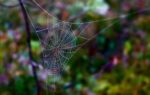 tired of spider webs at home try these easy fixes that actually work