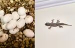 where do house lizards lay eggs inside homes image source canva