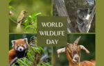 world wildlife day