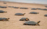 worlds biggest maternity ward 41000 giant turtles gather on a single amazon beach
