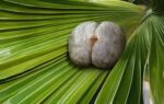 coco de mer