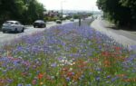 game changer england town stopped mowing 8 miles of grass saves 25000 and revives nature