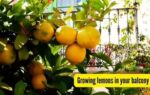grow lemons in your balcony