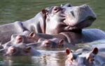 hippos float in the lagoon at hacienda napoles park ap photo