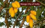mango city of india