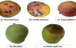 mangoes turning black on the tree do this in time to save them and improve quality