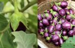 purple brinjal vs green brinjal which is better for bharta fry and sabzi
