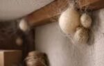 spider eggs what they look like and where you might find them in your home