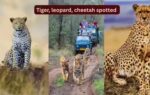 tiger leopard cheetah spotted