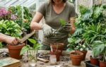 which plants can be grown from stem cuttings know the correct way to plant them