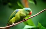 why parrots can copy human voices but dont always understand what theyre saying
