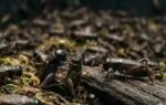 370 billion crickets farmed every year may actually feel pain shocking new study suggests