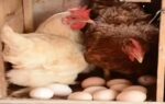 birds in 2 more poultry farms test positive for avian flu