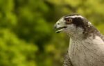 goshawk