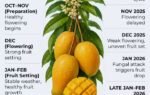 journey of alphonso mangoes this season vs usual season
