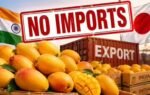 mango exports