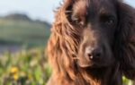 meet otto the new member of british royal family who just turned 1