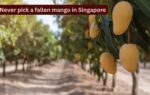 never pick a fallen mango in singapore