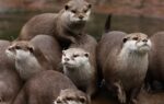 otter