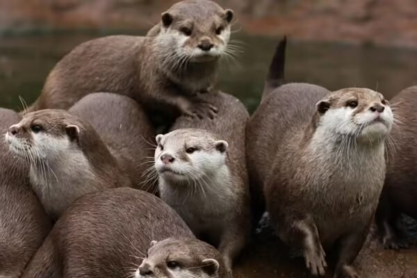 otter