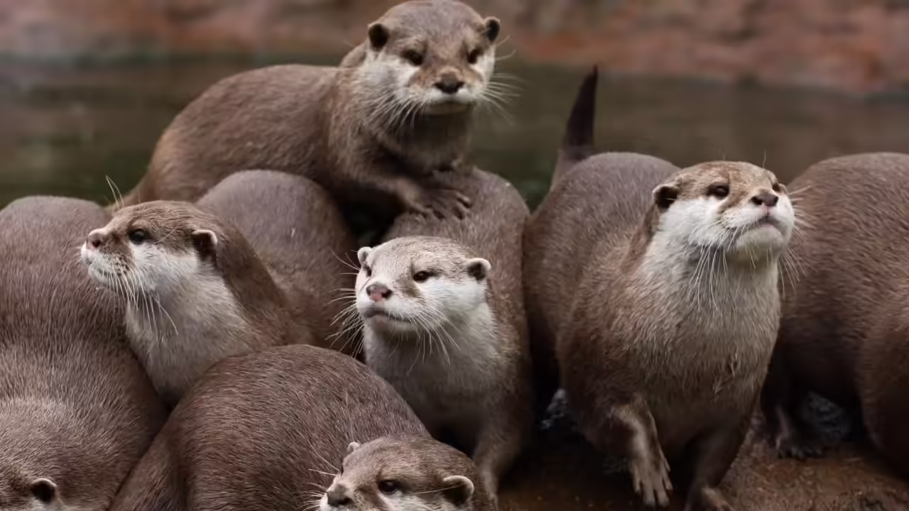 otter