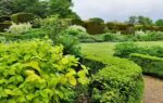 professional gardeners always add more evergreen shrubs than you expect