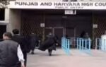 punjab and haryana high court recruitment
