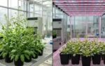scientists discover light can slow plant growth heres how it works