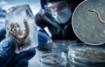 scientists revive a 24000 year old zombie worm from siberian ice and it starts reproducing