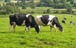 the cow compass how cows secretly use earths magnetic field while grazing