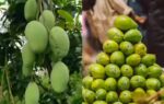 the curious story behind the langra aam why is this famous mango called langra