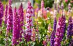 vibrant phlox and veronica bloom