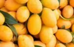 what is the ideal storage temperature to make mangoes last up to 3 weeks without spoilage