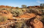 why australia became home to one of the worlds largest lizard populations