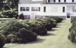 why neat looking front beds almost always use these evergreen shrubs