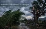 1781807663 proverb of the day image generated via google gemini