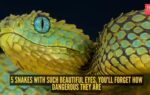 5 snakes with such beautiful eyes you39ll forget how dangerous they are