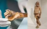 5000 year old europes oldest mummy may be alive scientists reveal shocking microbial activity