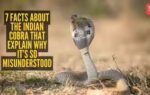 7 facts about the indian cobra that explain why its so misunderstood
