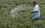 a farmer using urea for crop ani