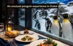 an unusual penguin experience in dubai
