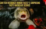 can fish recognize human faces 5 surprising facts backed by science