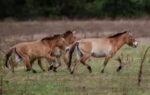 dalian horses