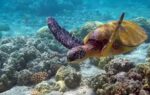 file photo sea turtle