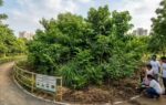 from tokyo to delhi how miyawaki forests are reshaping urban landscapes worldwide