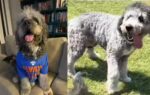 lapd fatally shoots two year old jameson in knicks jersey