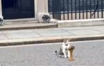 larry the cat