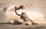 one day belongs to the hunter another to the prey