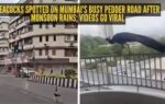 peacocks spotted on mumbai39s busy pedder road after monsoon rains videos go viral